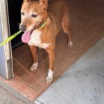 Podenco Canela, 01/2017, ca. 40 cm