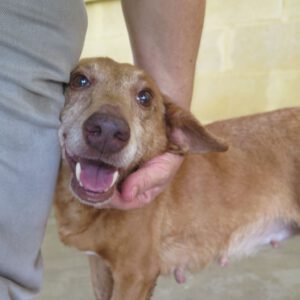 Podenco Maneto Canela, 01/2015, ca. 40 cm
