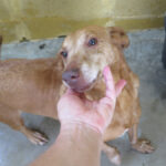 Podenco Maneto Canela, 01/2015, ca. 40 cm