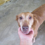 Podenco Maneto Canela, 01/2015, ca. 40 cm