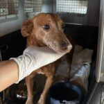 Podenco Maneto Canela, 01/2015, ca. 40 cm