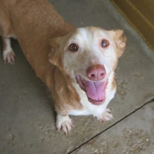 Podenco Maneto Careta, 08/2014, ca. 37 cm