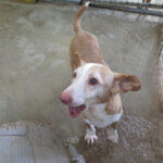 Podenco Maneto Careta, 08/2014, ca. 37 cm