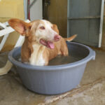 Podenco Maneto Careta, 08/2014, ca. 37 cm