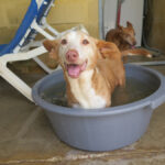 Podenco Maneto Careta, 08/2014, ca. 37 cm