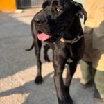 Deutsche Dogge Chantal 01/2024, ca. 70 cm