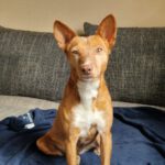 Podenco Chispi, 02/2017, ca. 45 cm, 88422 Kanzach