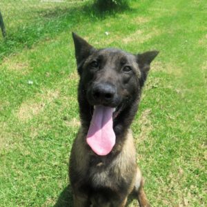 Malinois Mischling Cid, 05/2022, ca. 65 cm