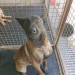 Malinois Mischling Cid, 05/2022, ca. 65 cm