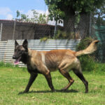 Malinois Mischling Cid, 05/2022, ca. 65 cm