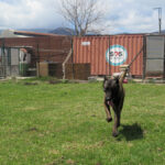Malinois Mischling Cid, 05/2022, ca. 65 cm