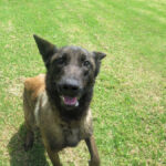 Malinois Mischling Cid, 05/2022, ca. 65 cm