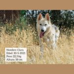 Schäferhund Mischling Clara, 05/2021, ca. 58 cm