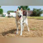 Schäferhund Mischling Clara, 05/2021, ca. 58 cm