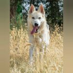Schäferhund Mischling Clara, 05/2021, ca. 58 cm