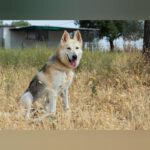 Schäferhund Mischling Clara, 05/2021, ca. 58 cm