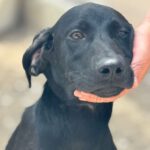 Deutsche Dogge Labrador Mischling Clyde, 01/2025, Endgröße ca. 60- 65 cm cm
