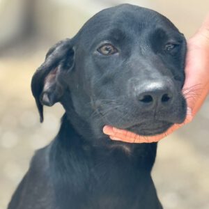 Deutsche Dogge Labrador Mischling Clyde, 01/2025, Endgröße ca. 60- 65 cm cm