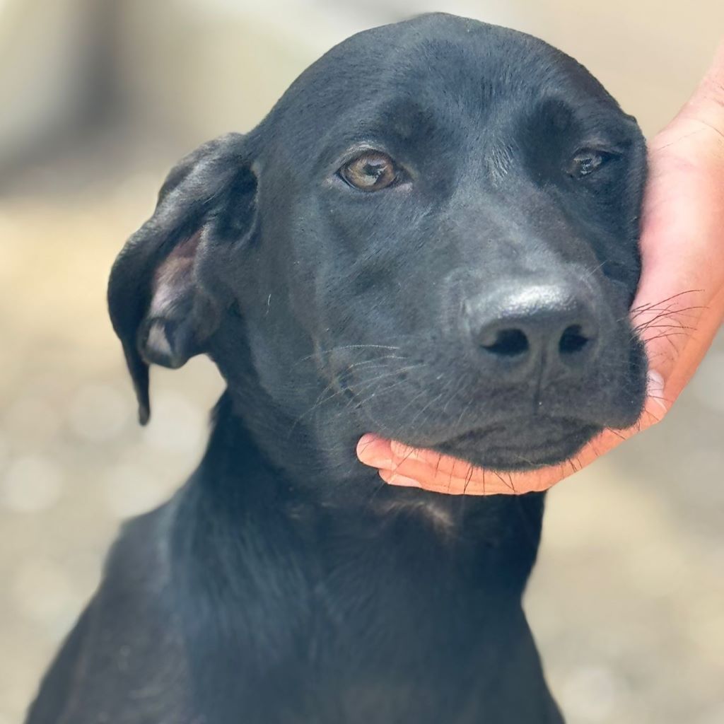 Deutsche Dogge Labrador Mischling Clyde, 01/2025, Endgröße ca. 60- 65 cm cm