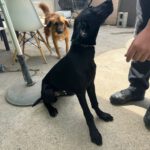 Deutsche Dogge Labrador Mischling Clyde, 01/2025, Endgröße ca. 60- 65 cm