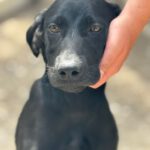 Deutsche Dogge Labrador Mischling Clyde, 01/2025, Endgröße ca. 60- 65 cm