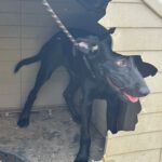 Deutsche Dogge Labrador Mischling Clyde, 01/2025, Endgröße ca. 60- 65 cm
