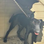 Deutsche Dogge Labrador Mischling Clyde, 01/2025, Endgröße ca. 60- 65 cm