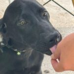 Deutsche Dogge Labrador Mischling Clyde, 01/2025, Endgröße ca. 60- 65 cm
