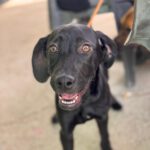 Deutsche Dogge Labrador Mischling Clyde, 01/2025, Endgröße ca. 60- 65 cm