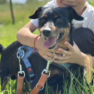 Pinscher Mischling Coke, 04/2022, ca. 38 cm