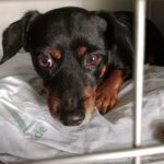 Pinscher Mischling Coke, 04/2022, ca. 38 cm