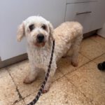 Malteser Copito de nieve, 11/2020, ca. 25 cm