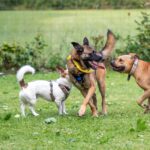 Malinois Mischling Coyote, 09/2021, ca. 68 cm, 52385 Nideggen