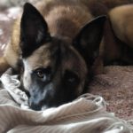 Malinois Mischling Coyote, 09/2021, ca. 68 cm, 52385 Nideggen