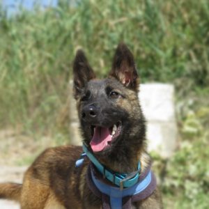 Malinois Mischling Crazy, 07/2024, ca. 40 cm