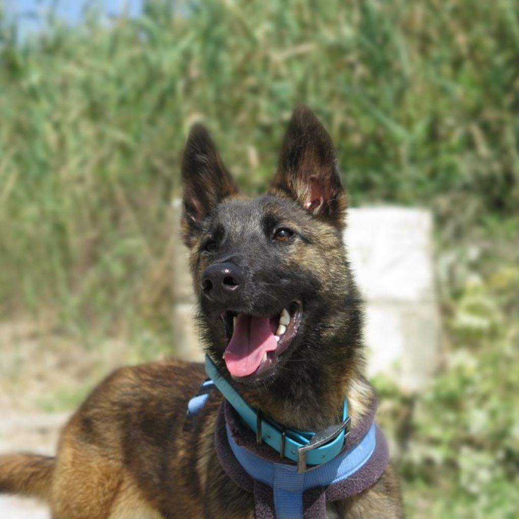 Malinois Mischling Crazy, 07/2024, ca. 40 cm