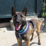 Malinois Mischling Crazy, 07/2024, ca. 40 cm
