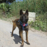 Malinois Mischling Crazy, 07/2024, ca. 40 cm