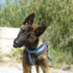 Malinois Mischling Crazy, 07/2024, ca. 40 cm