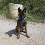 Malinois Mischling Crazy, 07/2024, ca. 40 cm