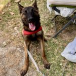Malinois Mischling Crazy, 07/2024, ca. 40 cm
