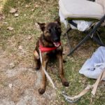 Malinois Mischling Crazy, 07/2024, ca. 40 cm