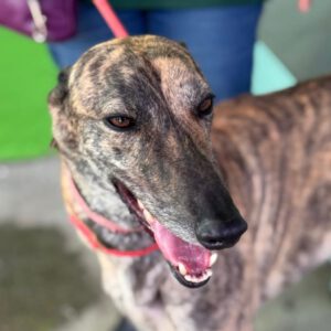 Galgo Cruella, 05/2022, ca. 65 cm