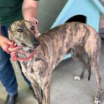 Galgo Cruella, 05/2022, ca. 65 cm