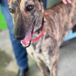 Galgo Cruella, 05/2022, ca. 65 cm