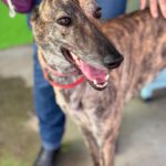 Galgo Cruella, 05/2022, ca. 65 cm