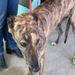 Galgo Cruella, 05/2022, ca. 65 cm