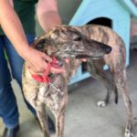Galgo Cruella, 05/2022, ca. 65 cm