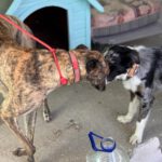 Galgo Cruella, 05/2022, ca. 65 cm