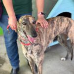 Galgo Cruella, 05/2022, ca. 65 cm
